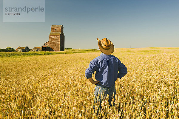 ein Mann in ein Weizenfeld Frühling mit Blick auf einen alten Korn-Lift  aufgegeben/Ghost Stadt Bents  Saskatchewan  Kanada