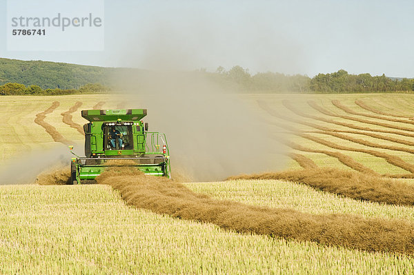 einem Mähdrescher arbeitet in einem Raps-Feld in der Nähe von Togo  Saskatchewan  Kanada