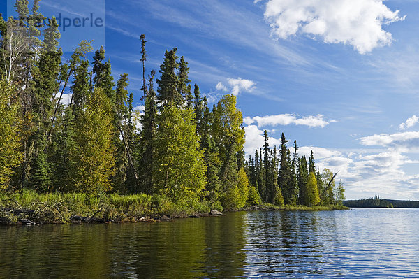 Fichtenwald entlang See  Little Deer Lake  Lac La Ronge Provincial Park  nördlichen Saskatchewan  Kanada