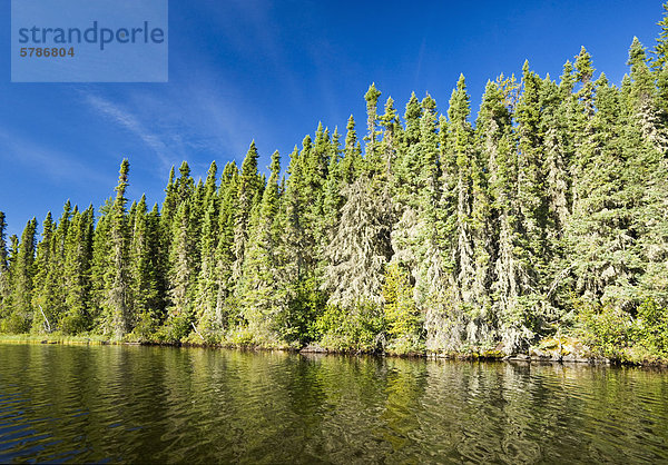 Fichtenwald entlang See  Little Deer Lake  Lac La Ronge Provincial Park  nördlichen Saskatchewan  Kanada