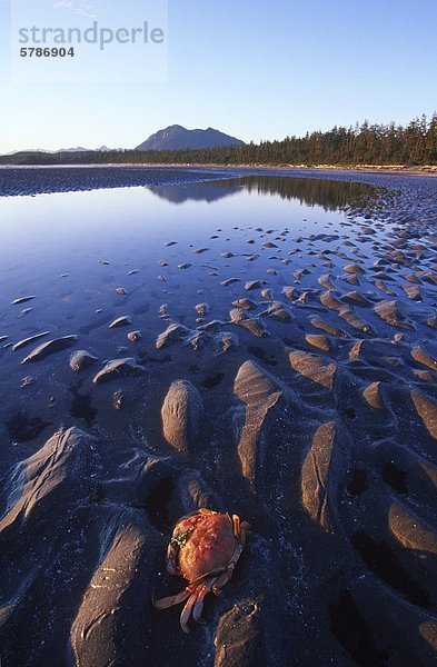 niedrig Strand Gezeiten Krabbe Krebs Krebse British Columbia Kanada Vancouver Island