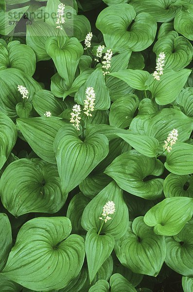 Falsche Maiglöckchen (Maianthemum Dilatatum)  Vancouver Island  British Columbia  Kanada.