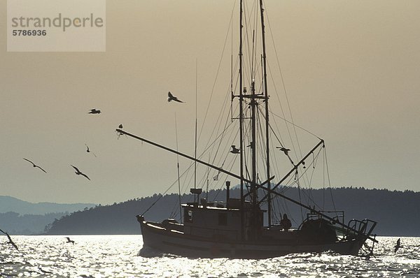 Garnelen Boot mit Sea Gulls in Georgia Strait  British Columbia  Kanada