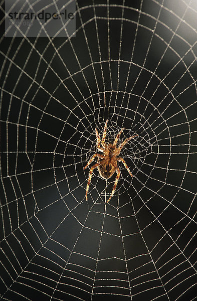 Spinne im Web mit dem Tau fällt  British Columbia  Kanada.