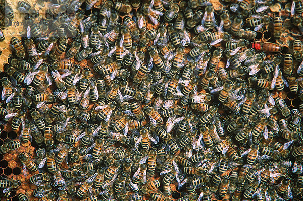 Honig Bienen auf Honigwabe  British Columbia  Kanada.