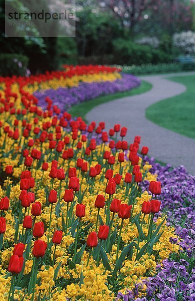 Tulpe Garten entlang der gewundenen Gang in Beacon Hill Park  Victoria  Vancouver Island  British Columbia  Kanada.