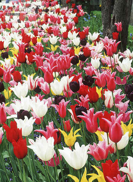 Butchart Gardens  Frühling Tulpe Display  Victoria  Vancouver Island  British Columbia  Kanada.