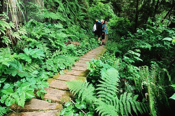 Pacific Rim National Park  West Coast Trail   ferns surround boardwalk  Vancouver Island  British Columbia  Canada.