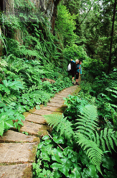 Pacific Rim National Park  West Coast Trail   ferns surround boardwalk  Vancouver Island  British Columbia  Canada.