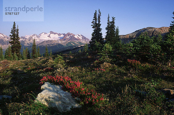 Wiese in Alpine mit Heidekraut blüht  Whistler  British Columbia  Kanada.