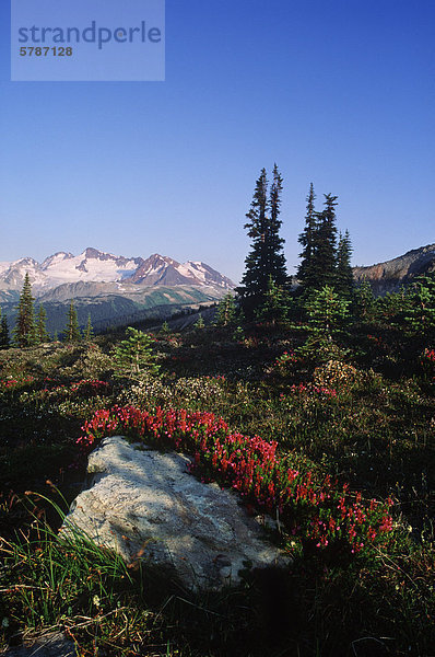 Wiese in Alpine mit Heidekraut blüht  Whistler  British Columbia  Kanada.