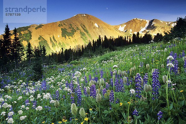 Wildblumen Wiese  South Chilcotin Range  Taylor Becken  British Columbia  Kanada.