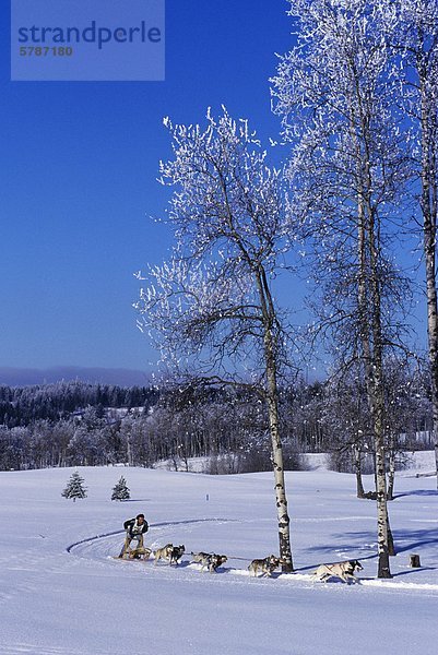 Hundeschlittenfahrten in der Region Cariboo von British Columbia  Kanada.