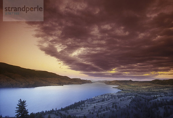 Rocky Mountain-Wacholder bei Sonnenuntergang über Kamloops Lake  Shuswap Region  British Columbia  Kanada.