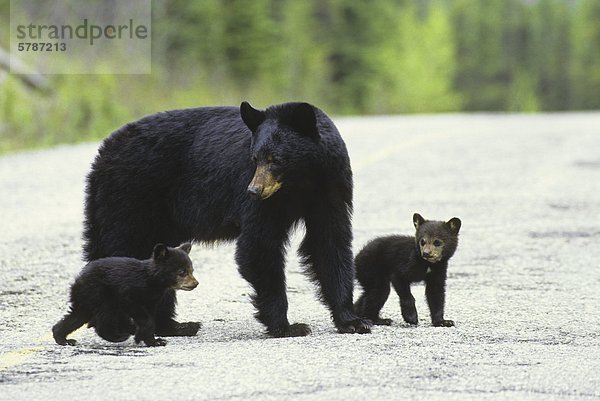 Der amerikanische Schwarzbär (Ursus Americanus) ist die häufigste Bär Pflanzenart Nordamerika  British Columbia  Kanada.