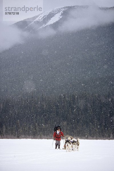 Hinterland Skifahrer und Hundeschlitten auf zugefrorenen See Indianpoint  Bowron Lakes Provincial Park  British Columbia  Kanada.