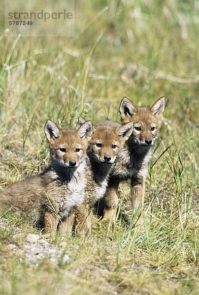 Kojote (Canis Latrans) Pups  British Columbia  Kanada.