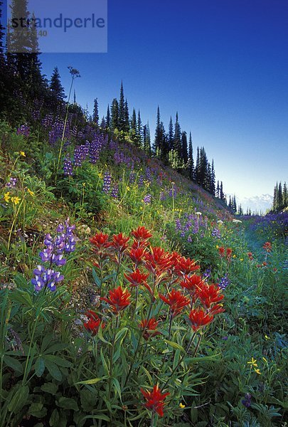 Alpinen Wildblumen (Paintbrush  lupine) im Mount Revelstoke National Park  nahe Columbia Mountains Revelstoke  Britisch-Kolumbien  Kanada.