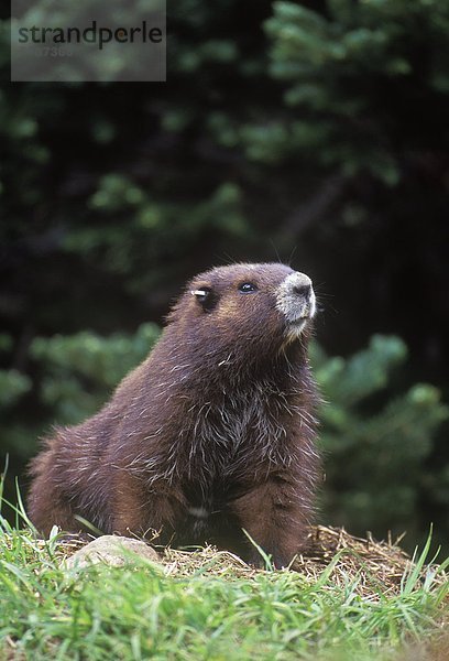 Vancouver Island Marmot in der Green Mountain Summit Kolonie  Vancouver Island  British Columbia  Kanada.