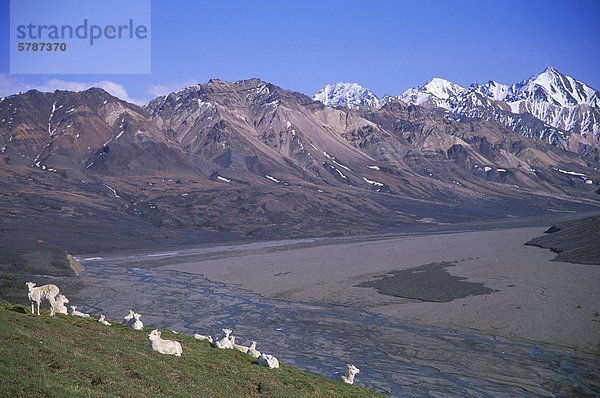 Die Thinhorn oder die Dall-Schaf (Ovis Dalli Dalli) befinden sich in den steilen schroffen Bergen von Nordwesten  British Columbia  Kanada.