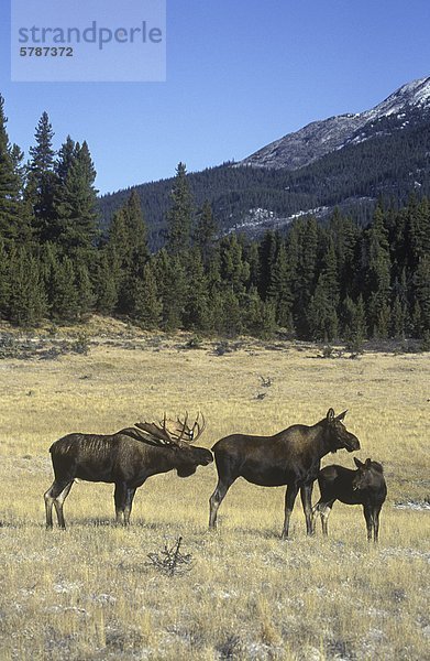 Rütting Oose (Alces Alces)  gefunden in bewaldeten Feuchtgebiete in kühleren Regionen von British Columbia  Kanada