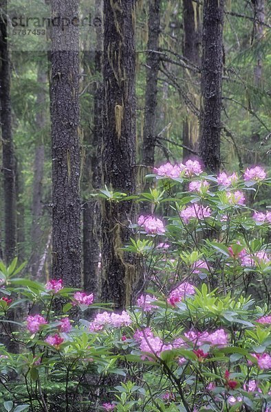 Pacific Rhododendren (R. Macrophyllum) blühen jedes Jahr im Juni in Manning Provincial Park  Südwesten von British Columbia  Kanada.