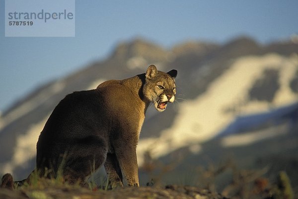 Cougar  Mountain Lion  Puma. Sommer in den Rocky Mountains  Kanada.