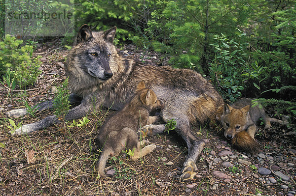 Berg Wald Spiegelung anpassen Wiese Lebensraum Gegenstand Wolf Canis lupus Tier Ökologie britisch Kanada Raubtier Taiga Tundra breit