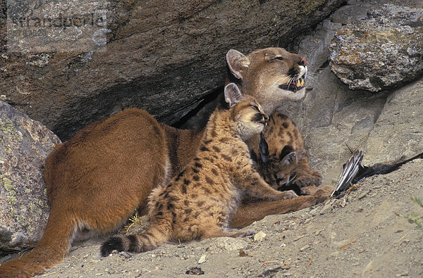 Cougar (Puma) und Kätzchen  Kanada.