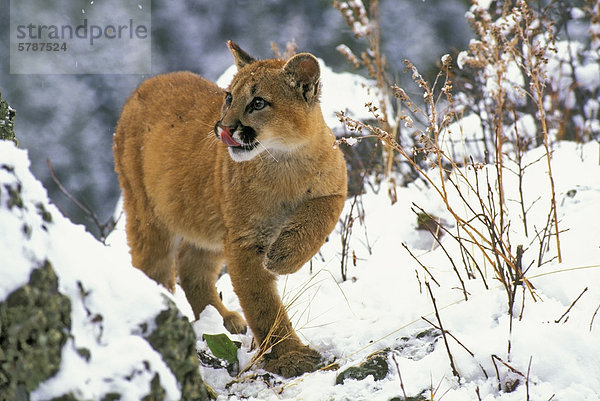 5 Monate alt  Cougar  Mountain Lion  Puma  Felis Concolor im Winter  Rocky Mountains  British Columbia  Kanada.