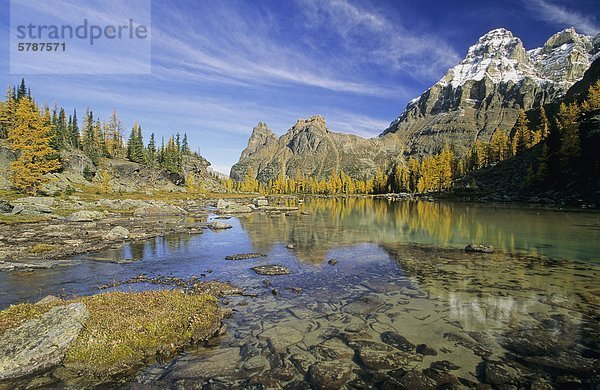 Mount Huber  dem Opabin Plateau und Herbst Lärchen  See O'Hara Region  Yoho Nationalpark  British Columbia  Kanada.