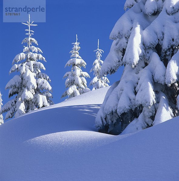 Schnee beladene Bäume Mount Elphinstone  British Columbia  Kanada.