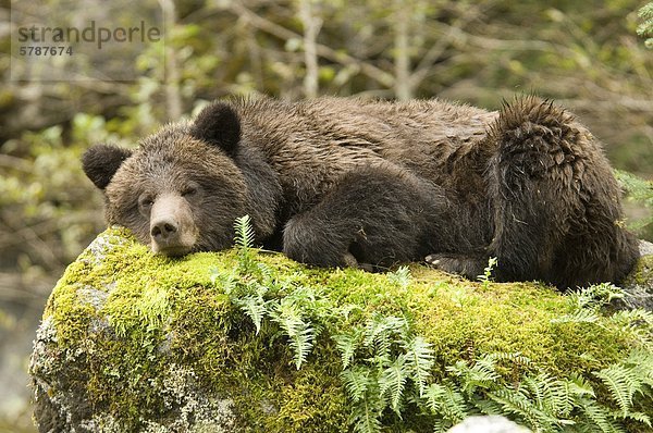 Coastal Grizzly Bear Ursus Arctos Horribilis schlafen zwischen Lachs Angeln  Great Bear Rainforest  British Columbia  Kanada.