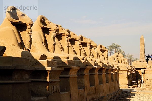 Widder-Sphingen am Eingang zum Karnak-Tempel  Ägypten