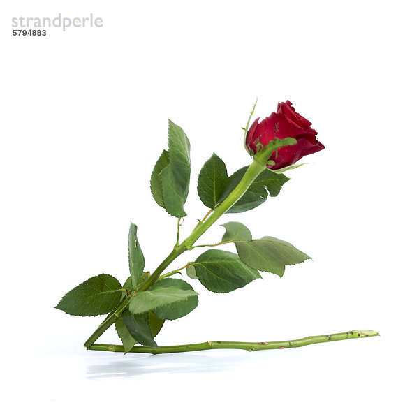 Rote Rose (Rosa) mit abgebrochenem Stiel