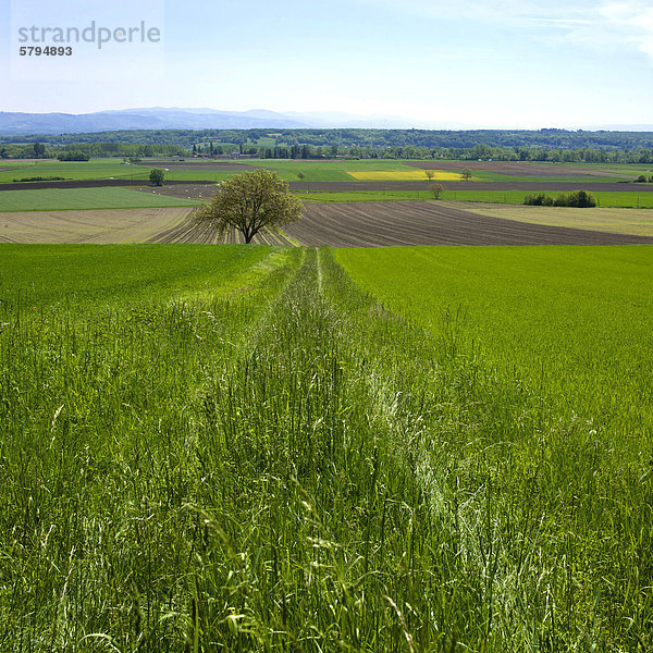 Agrarlandschaft  Limagne  Auvergne  Frankreich  Europa