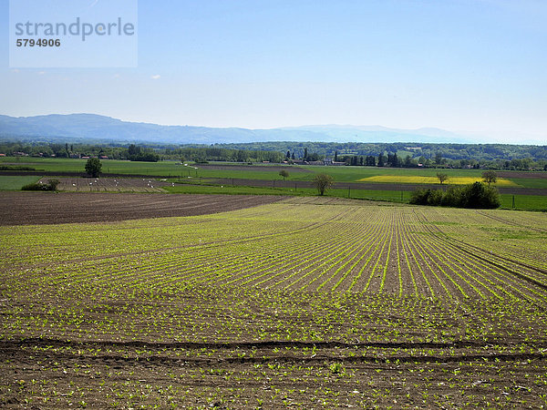 Agrarlandschaft  Limagne  Auvergne  Frankreich  Europa