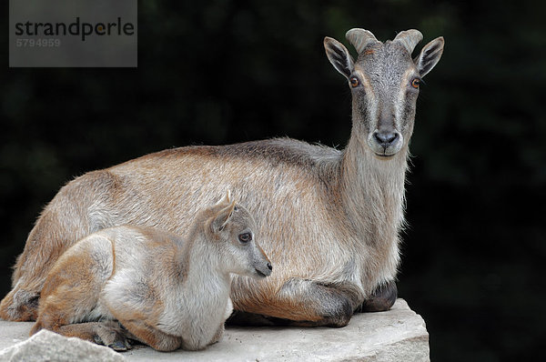 Himalaya-Thar (Hemitragus jemlahicus)  Weibchen mit Jungtier  Vorkommen in Asien  captive  Deutschland  Europa