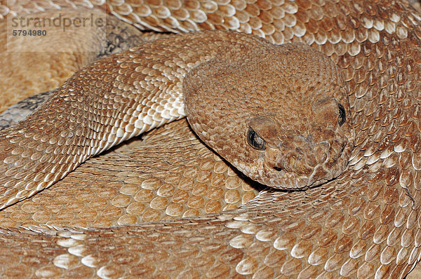 Rote Diamant-Klapperschlange  Rote Diamantklapperschlange (Crotalus ruber)  Vorkommen in Nordamerika  captive  Florida  USA