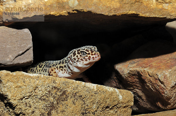 Leopardgecko (Eublepharis macularius)  Vorkommen in Asien  captive  Bergkamen  Nordrhein-Westfalen  Deutschland  Europa