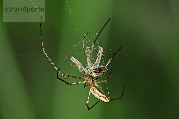 Gemeine Streckerspinne (Tetragnatha extensa)  mit Beute im Netz  Nordrhein-Westfalen  Deutschland  Europa