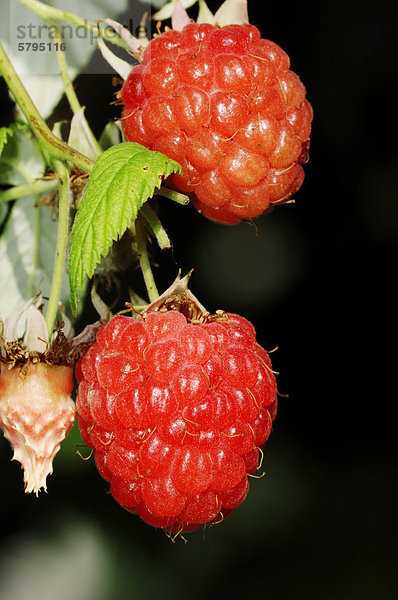 Himbeeren (Rubus idaeus)  Früchte  Nordrhein-Westfalen  Deutschland  Europa