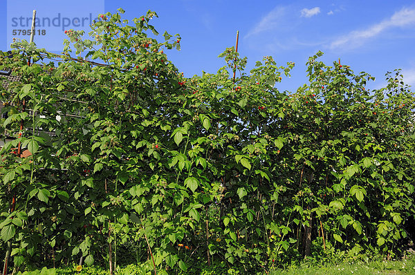 Himbeere (Rubus idaeus)  Nordrhein-Westfalen  Deutschland  Europa