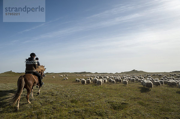 Schafherde auf grüner Wiese oder Weide  Reiter auf dem Pferd  Schafabtrieb bei KirkjubÊjarklaustur  Südisland  Island  Europa
