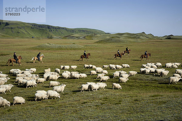 Schafherde auf grüner Wiese oder Weide  Reiter auf Pferden  Schafabtrieb bei KirkjubÊjarklaustur  Südisland  Island  Europa