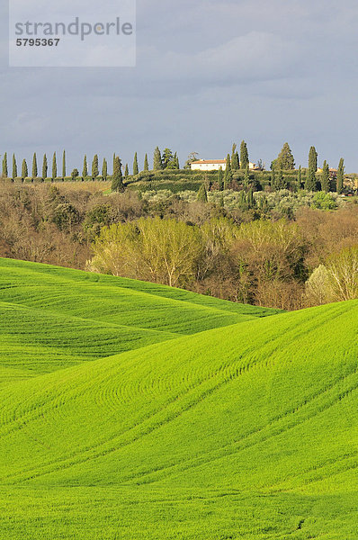 Felder und Zypressen in den Crete Senesi  Toskana  Italien  Europa
