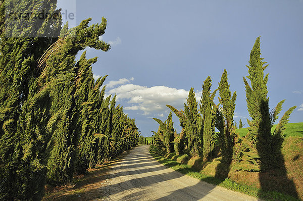 Zypressen säumen einen Weg in den Crete Senesi  Toskana  Italien  Europa
