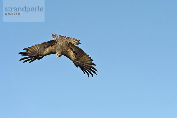 Schwarzmilan (Milvus migrans) im Flug  Nationalpark Kellerwald  Hessen  Deutschland  Europa