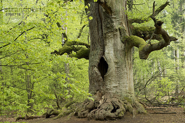 Kamineiche  Eiche (Quercus)  im Urwald Sababurg  Hofgeismar  Hessen  Deutschland  Europa