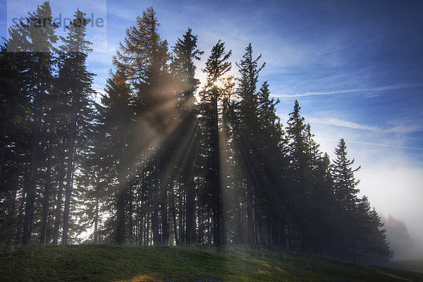 Wald mit Sonnenstrahlen  Weiz  Almenland  Sommeralm  Teichalm  Steiermark  Österreich  Europa